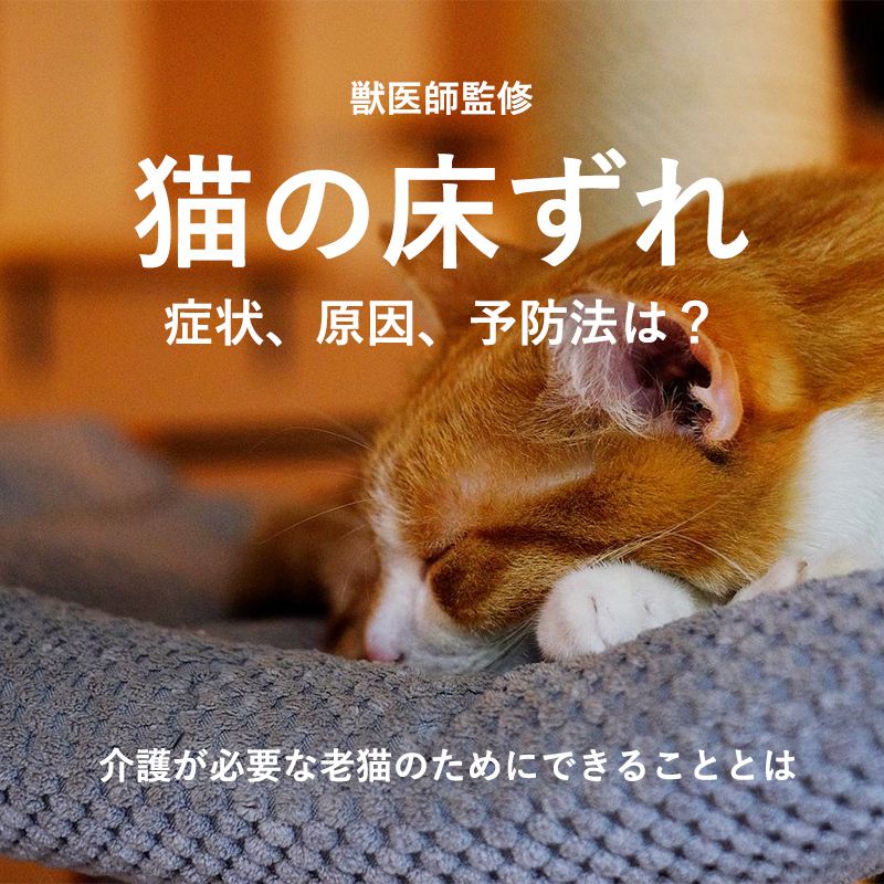 【獣医師監修】猫の床ずれの症状、原因、予防法は？介護が必要な老猫のためにできること