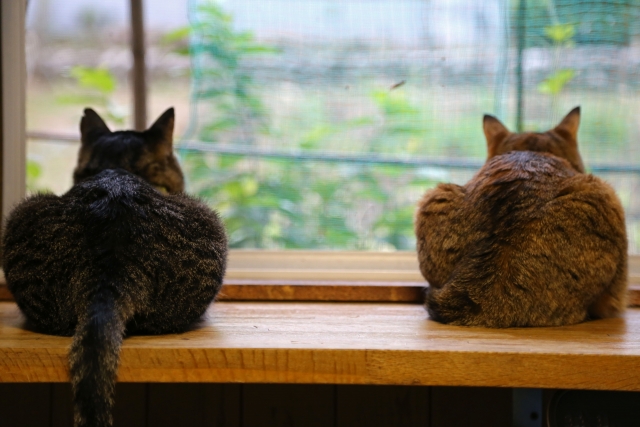 並んで外を見る猫たち