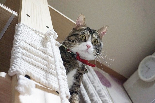 キャットタワーの上にいる猫