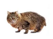 アメリカンボブテイル