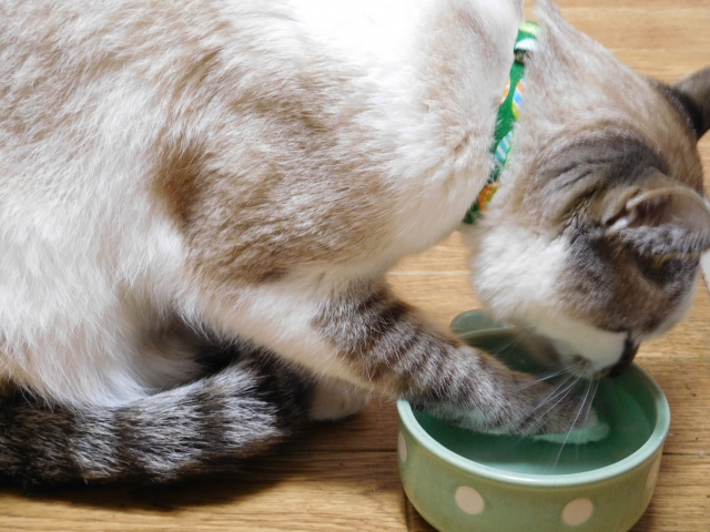 水飲みの器から水を飲む猫