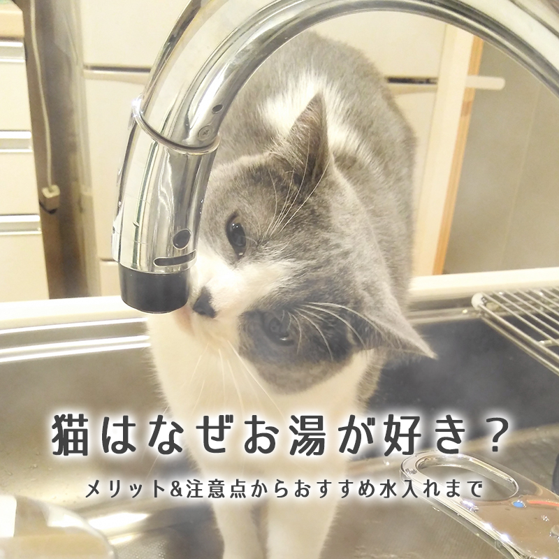 猫はなぜお湯が好き？メリット&注意点からおすすめ水入れまで