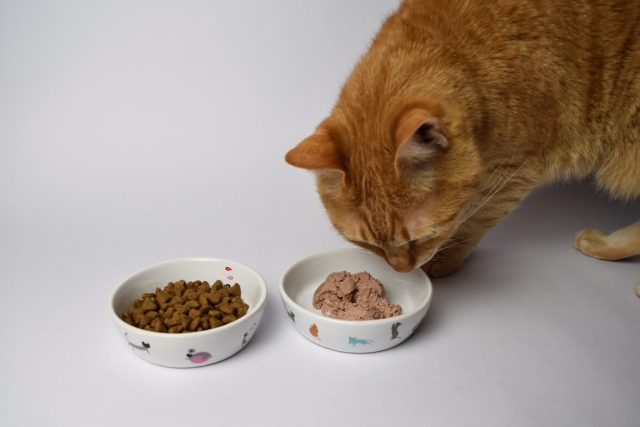 猫 療法 食 ストルバイト