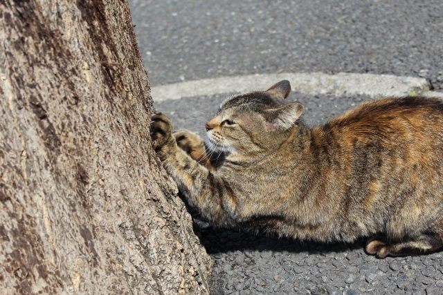 木で爪とぎする猫