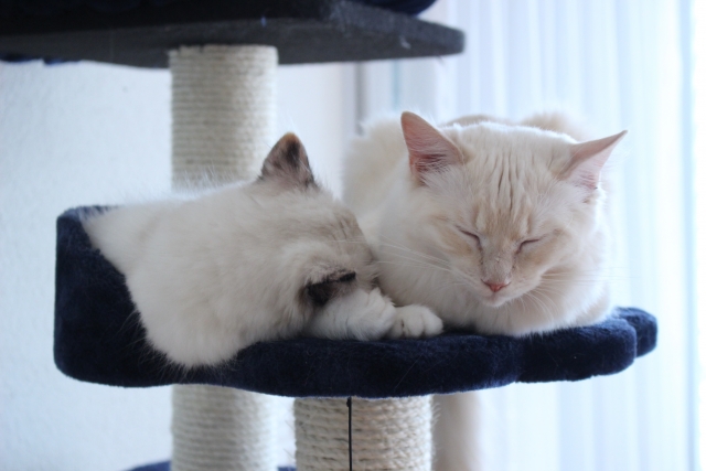 キャットタワーで寝る2匹の猫