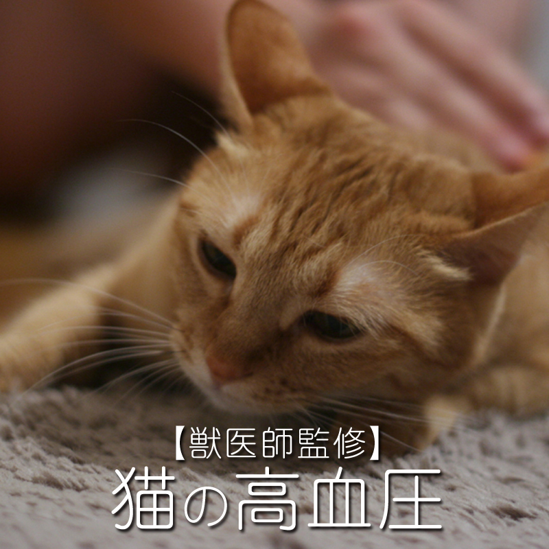 【獣医師監修】猫の高血圧について知りたい！血圧が高いとどうなってしまうの？