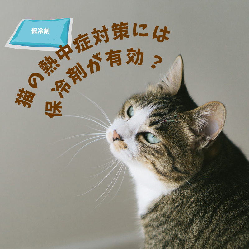 猫の熱中症対策には保冷剤が有効？かじらないための工夫とは？