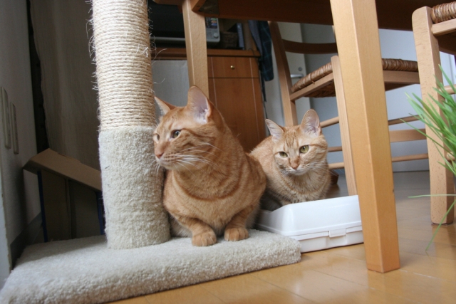 キャットタワーの下にいる2匹の猫