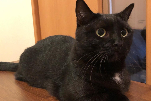 黒いマンチカン
