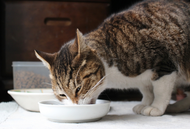 餌皿から餌を食べる猫