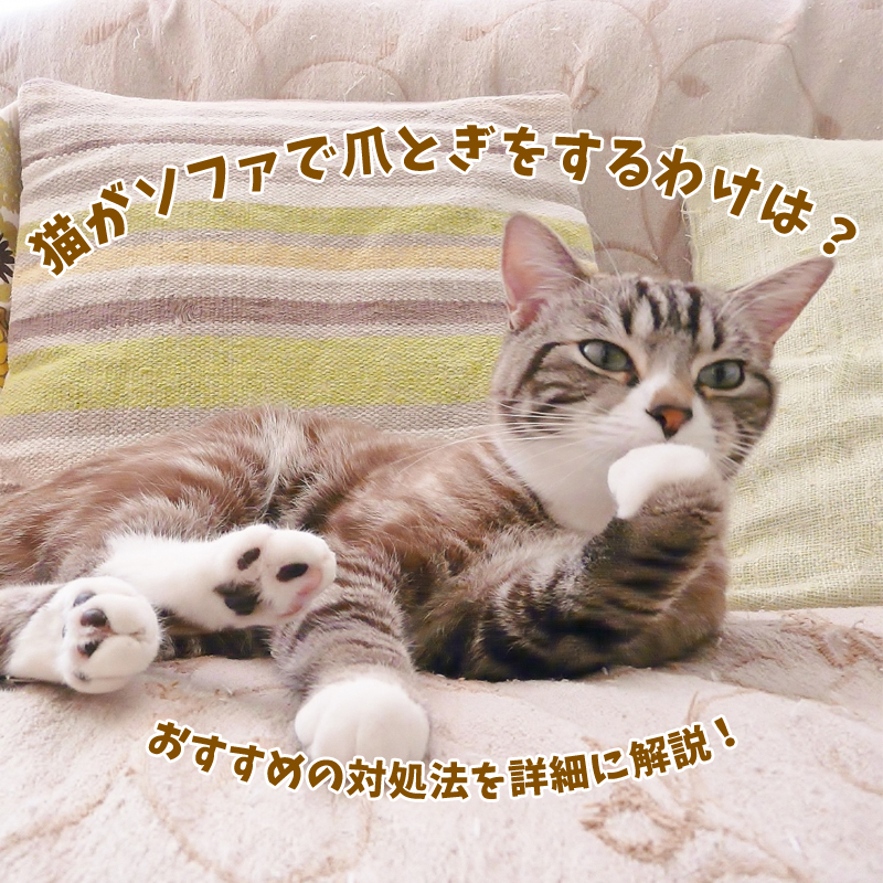 猫がソファで爪とぎをするわけは？おすすめの対処法を知りたい！