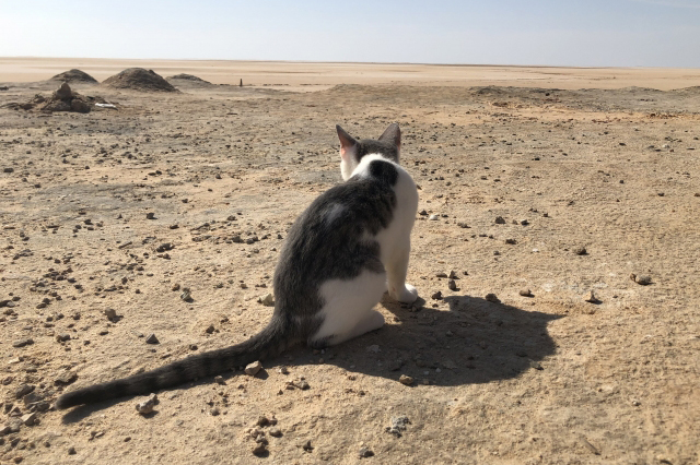 砂地にいる猫