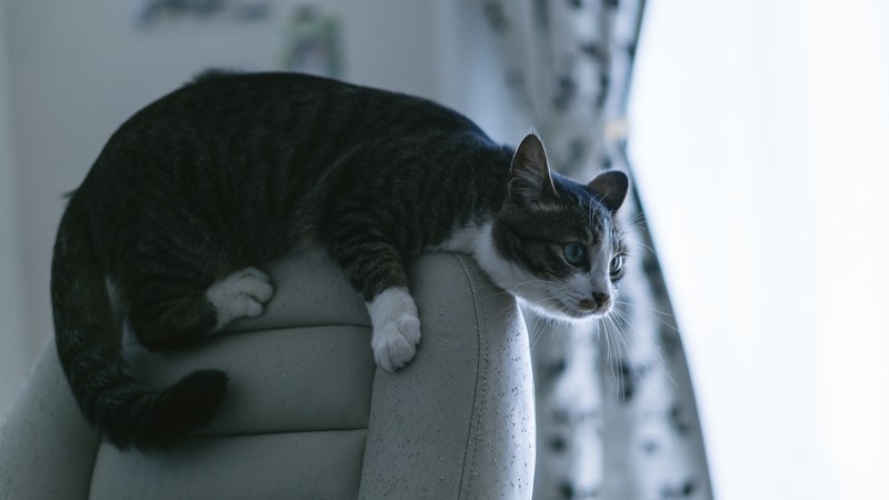 ソファーに上る猫