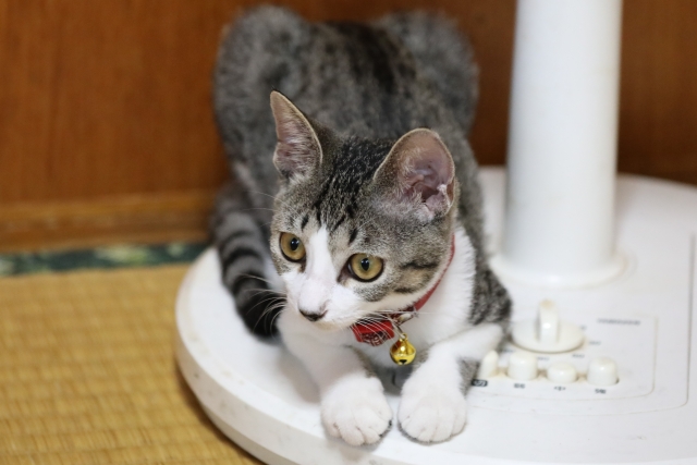 扇風機の台座に頭を乗せている猫