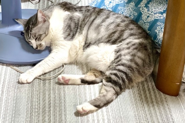 扇風機の台座を枕にして寝ている猫