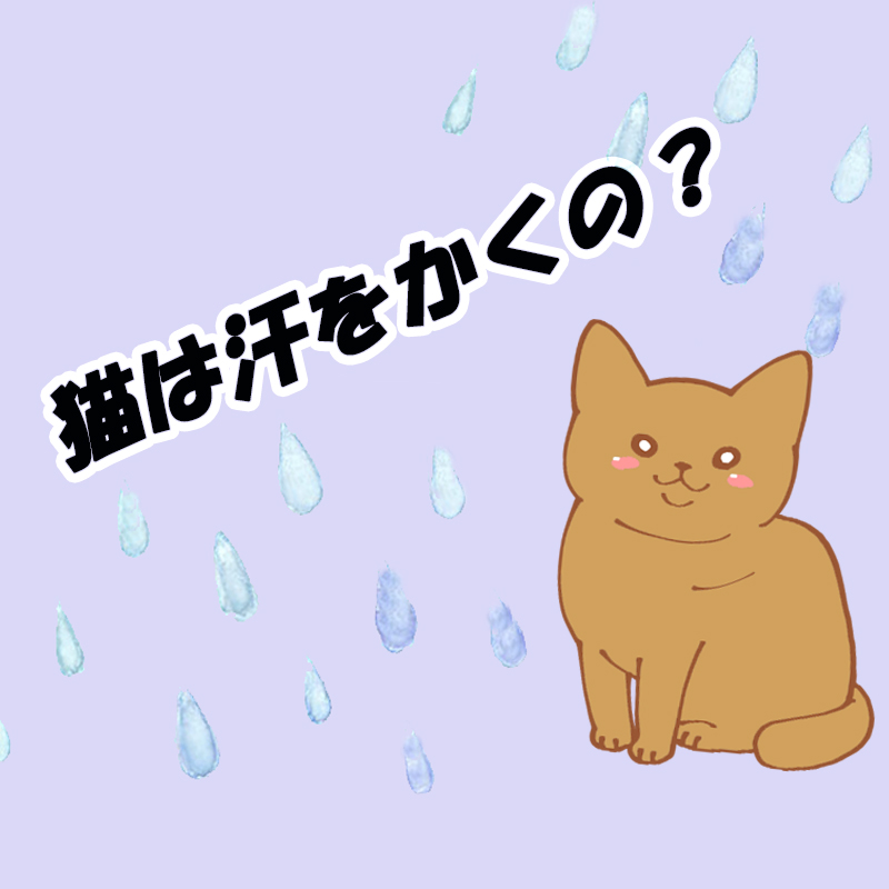 猫は汗をかく動物？どうやって体温調節しているか知りたい！