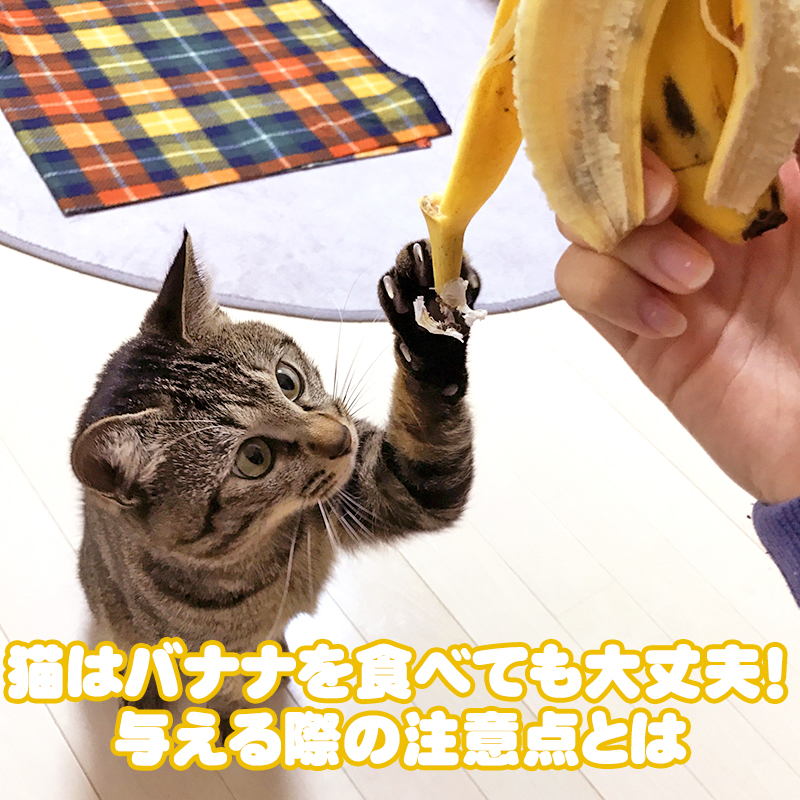 猫にバナナを食べても大丈夫！与える際の注意点とは