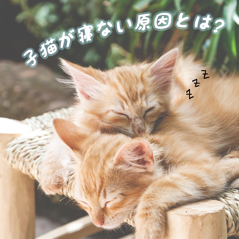 子猫が寝ない原因とは？平均睡眠時間・対策からおすすめベッド4選まで