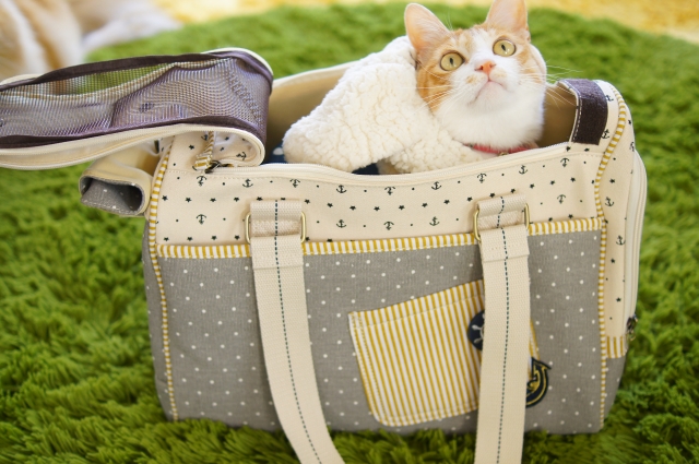 布製のキャリーバッグに入った猫