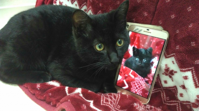 黒猫と写真