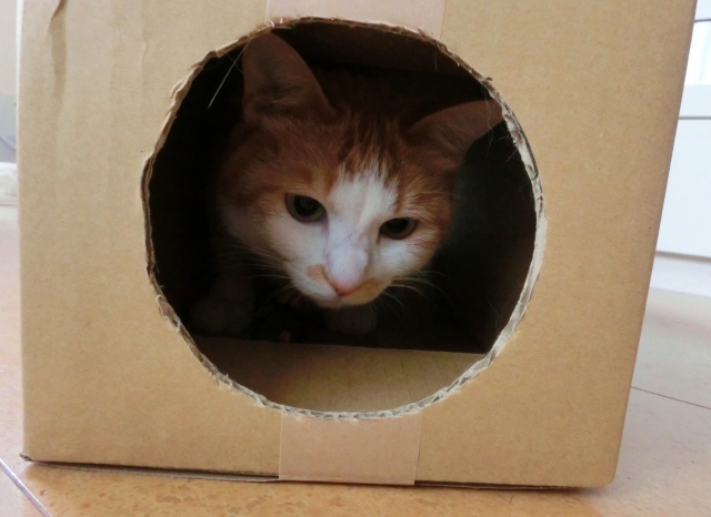 段ボールの穴から覗く猫