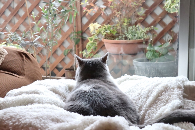 窓の外を眺めるグレーの猫