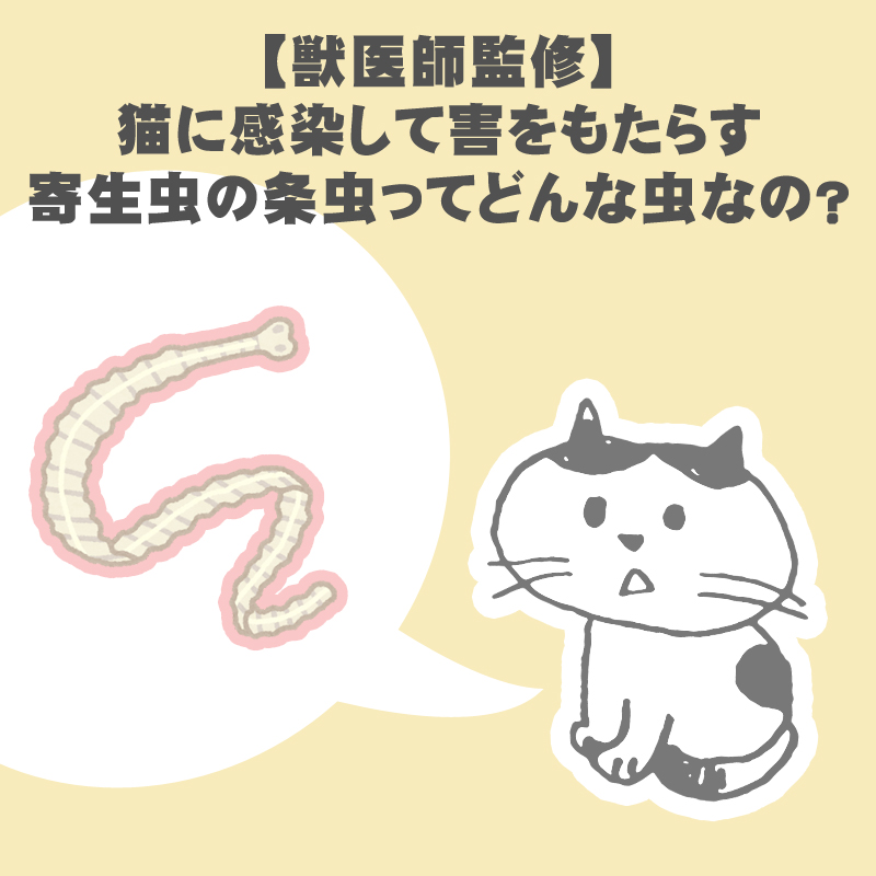 【獣医師監修】猫に感染して害をもたらす寄生虫の条虫ってどんな虫なの？