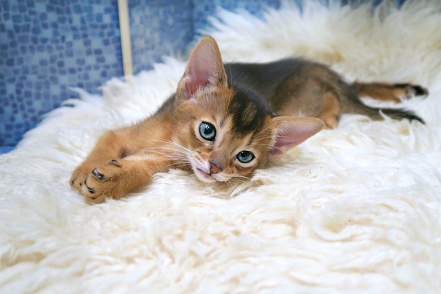 cats-abyssinians-4915932_640