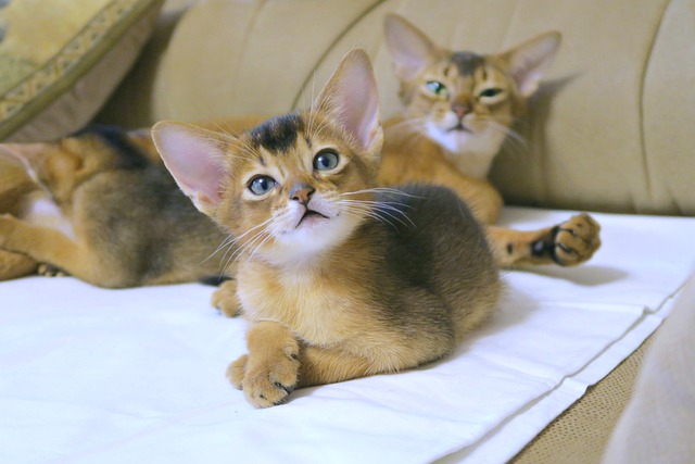 cats-abyssinians-4915946_640