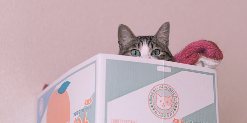 みかん箱の中の猫