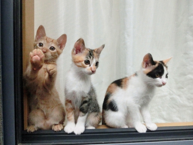 窓際で外を見る子猫たち