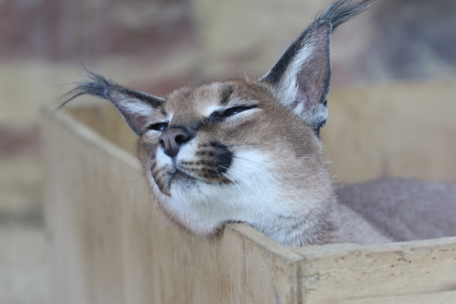 リラックス中のカラカル