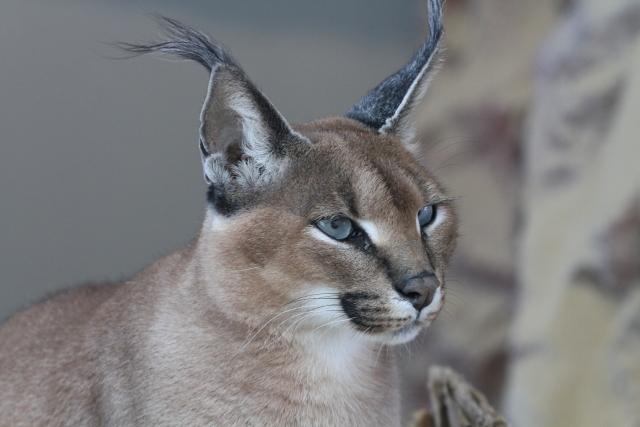 カラカル　顔アップ