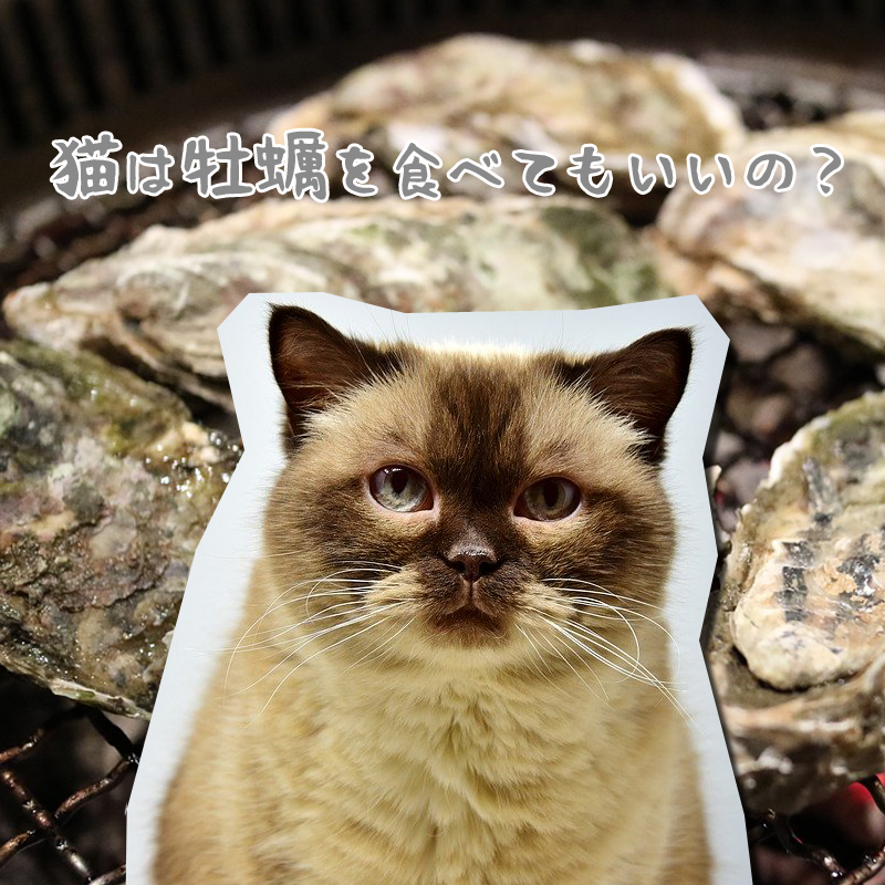 【獣医師監修】猫は牡蠣を食べてもいいの？食べてはいけない魚介類まとめ