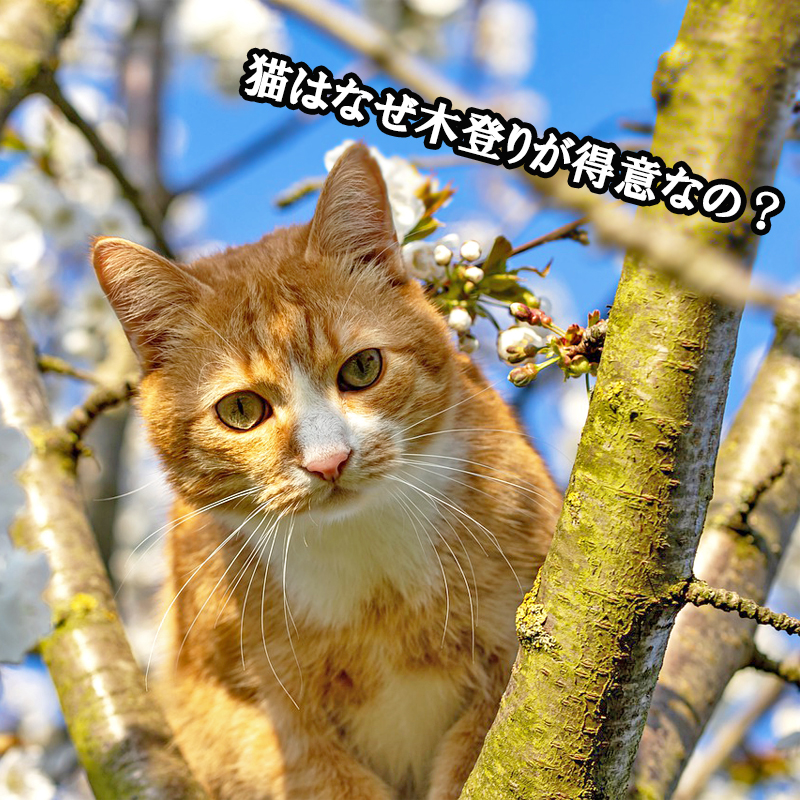 猫はなぜ木登りが得意なの？高い場所を好む理由を考えてみた！