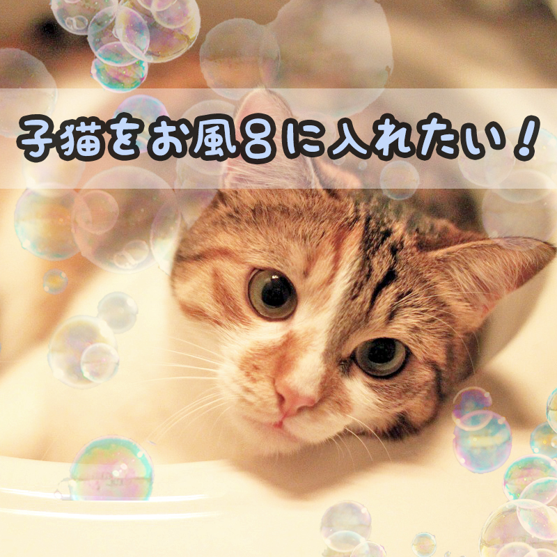 子猫をお風呂に入れたい！シャンプーの仕方と注意点をご紹介！