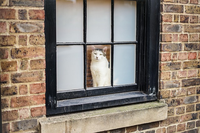 窓から外を見ている猫