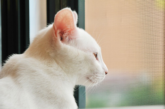 窓の外を見る白猫