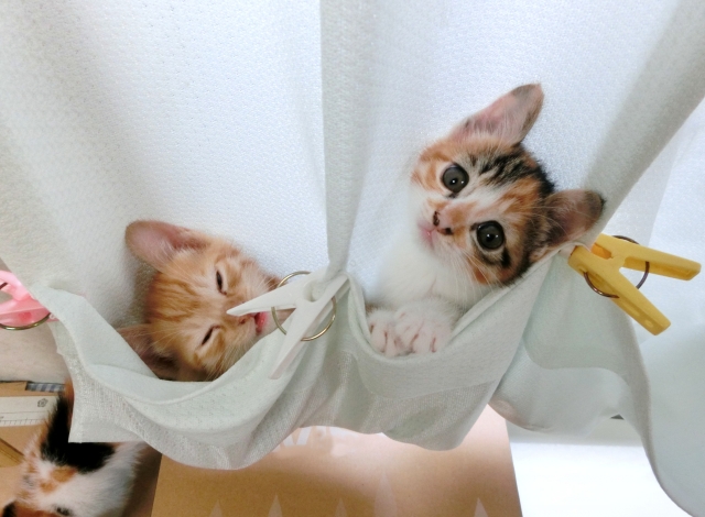 カーテンで遊ぶ子猫