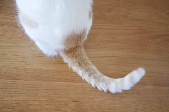 猫のしっぽ