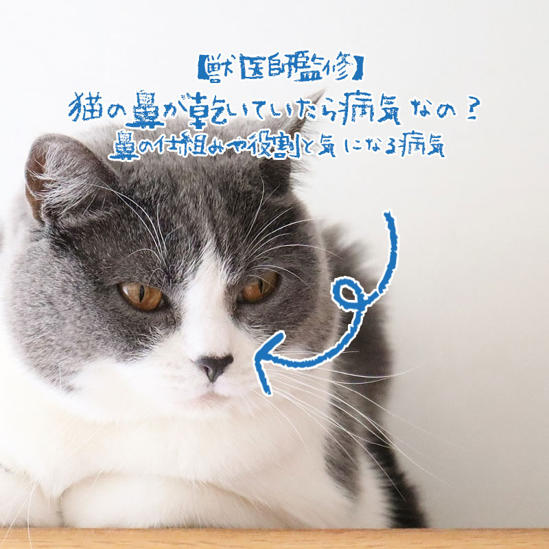 【獣医師監修】猫の鼻が乾いていたら病気なの？鼻の仕組みや役割と気になる病気