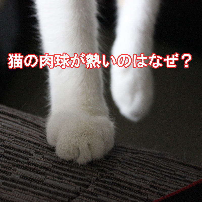 【獣医師監修】猫の肉球が熱いのはなぜ？病気の可能性があるのかが知りたい！