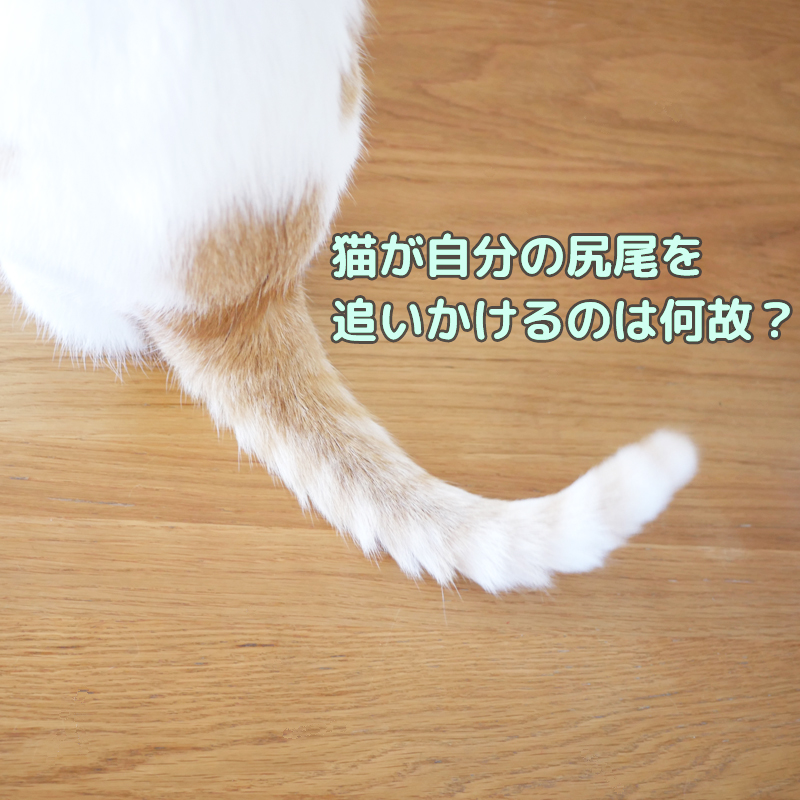 【獣医師監修】猫が自分の尻尾を追いかけるのは何故？常同行動とその対処法を学ぶ