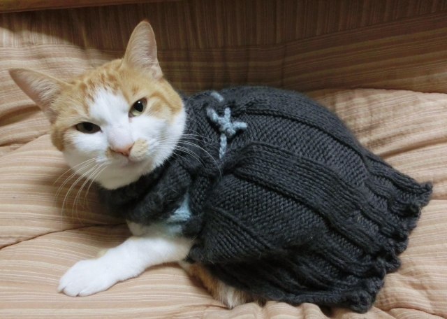 毛糸の洋服を着ている茶白猫