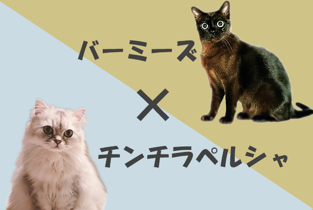 バーミーズ×チンチラペルシャ