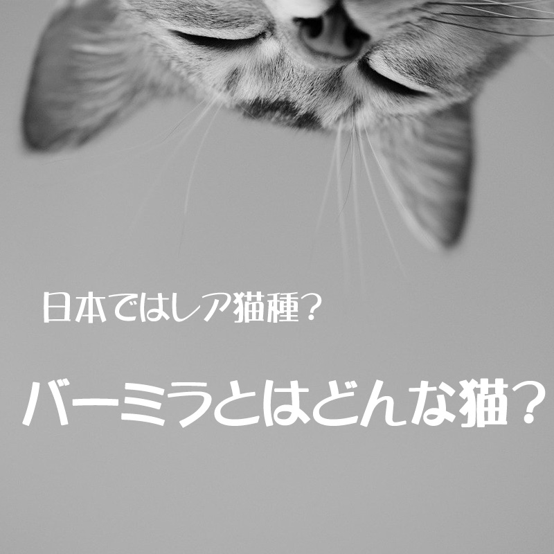 日本ではレア猫種？バーミラとはどんな猫？