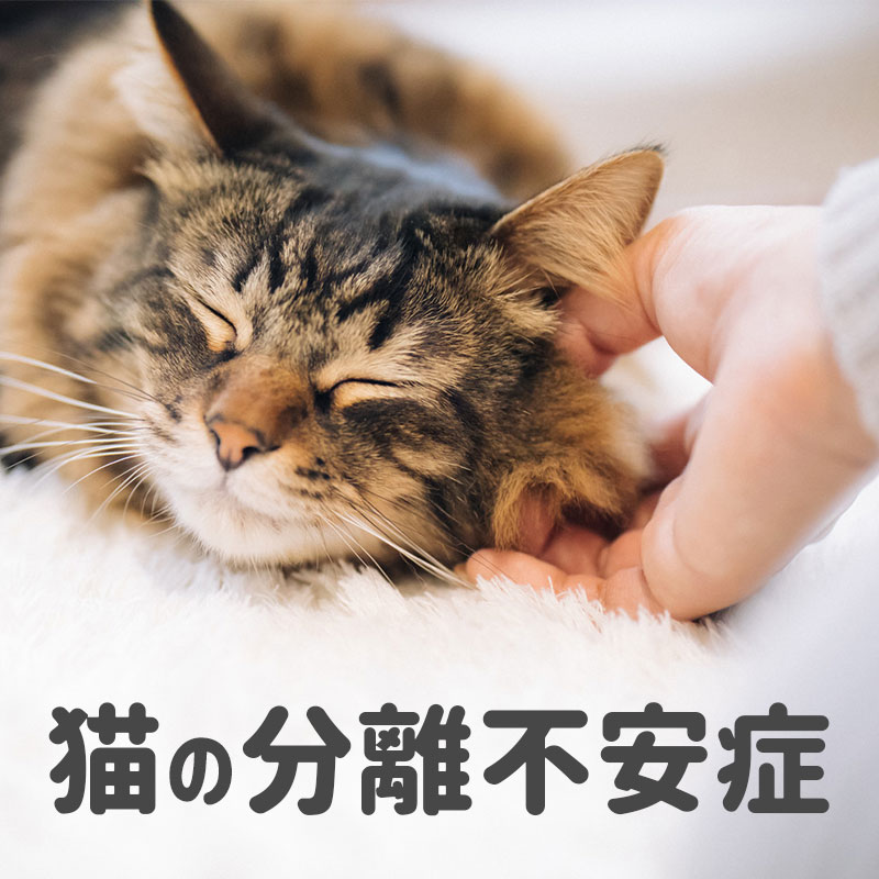【獣医師監修】猫の分離不安症について知りたい！こんな症状が出たら注意しよう！