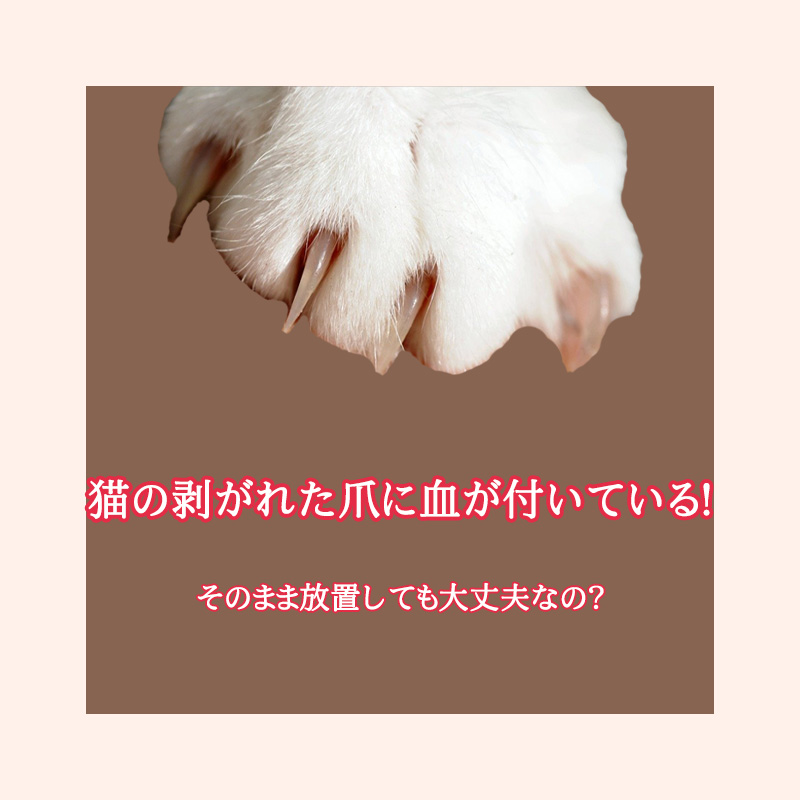 【獣医師監修】猫の剥がれた爪に血が付いてる！そのまま放置しても大丈夫なの？