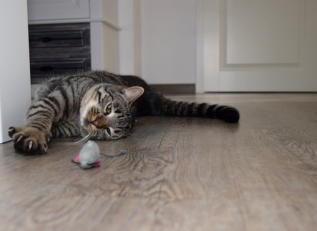 ネズミのおもちゃで遊ぶ猫
