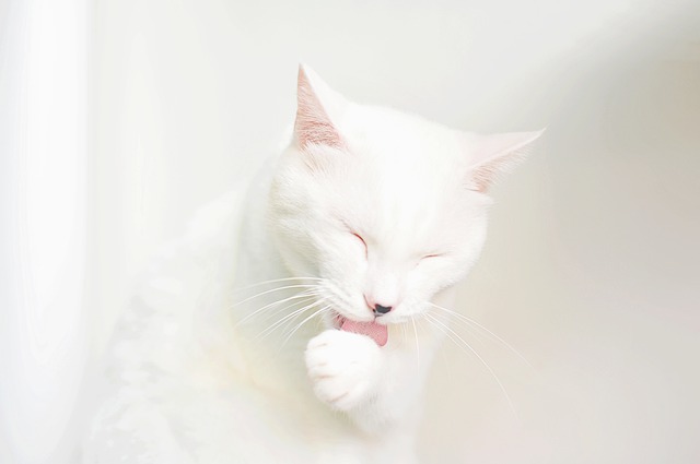 グルーミングする白猫
